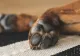 A crezut că a cumpărat un câine de pe internet, dar a amuțit când a aflat ce animal era, de fapt, acela - VIDEO