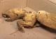 Creatura oribilă găsită în Munţii Carpaţi. Nu seamănă cu nimic cunoscut. Animal mutant, experiment? - FOTO