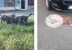 Scene de groază la Oradea. Mai mulți câini de luptă au sfâșiat un cățel scos la plimbare