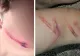 Caz șocant în județul Brașov. Doi copii au fost bătuți de ciobanii beți de la o fermă