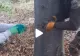 VIDEO fabulos – Ce au găsit doi români într-o pădure, îngropat în pământ: “E de muzeu”
