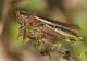 Prima țară care interzice insectele în mâncare. Italia nici nu vrea să audă de făină de greieri în blatul de pizza
