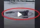 VIDEO – Monstru prins de un pescar într-un lac din Ilfov – Avea peste doi metri lungime și 90 de kilograme