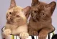 Fără animale de companie la bloc - lovitură teribilă pentru proprietarii de câini și pisici