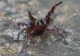 Invazia păianjenilor UCIGAȘI. Un continent e terorizat de insecta cu mușcătură letală care se ascunde în piscine