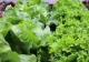 Salata verde, OTRAVĂ pentru organism. Când devine toxic cel mai consumat aliment de primăvară
