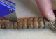 Au despicat coada unui şarpe cu clopoţei, dar au îngheţat când au văzut ce era înăuntru! VIDEO