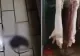 Scandal la un abator din Maramureș: Angajații filmează șobolani lângă carnea procesată, DSVSA nu găsește nimic la control