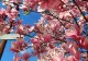 Bulevardul Constantin Brâncoveanu s-a umplut de magnolii, iar Șoseaua Berceni - cu Ilex Mutchagara 