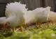 Gripa aviară H3N8 face prima victimă! Virusul există de 20 de ani în lume, fără niciun deces până acum - Simptomele bolii