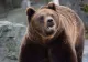 Alertă de urs într-un oraș din Bacău! Animalul sălbatic, fotografiat în timp ce se plimba pe străzi - A fost emis RO-Alert