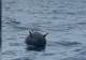 Activitatea pescarilor de la Marea Neagră, îngreunată din cauza minelor de pe mare. Pescarii cer compensații