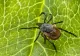 Măsuri de protecție împotriva căpușelor. La ce e recomandat să fii atent când ieși în natură