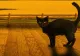 Animalele-vampiri energetici: metodele prin care patrupedele de companie pot să te lase fără vlagă