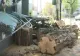 Copac prăbușit în  Sectorul 1. Tragedie evitată la limită. Oamenii sunt revoltați (VIDEO)