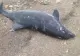  Trei delfini au fost găsiți morți pe plaja de la Eforie, în decurs de numai 24 de ore.  Specialiștii sunt bulversați
