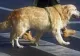 Țara în care animalele de companie vor veni cu avocatul personal la tribunal