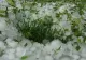 Vremea extremă a făcut ravagii în țară: grindina a blocat șosele, mai mulți copaci au fost doborâți de vânt. Meteorologii anunță ce urmează