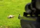 BIZAR. Bărbat împușcat mortal, după ce a fost confundat cu un...iepure