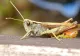 Românii consumă de zeci de ani insecte și nu au habar de asta. LISTA alimentelor care conțin aditivul E120