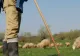 Scenariu de coșmar pentru masa de Paște. Cât ar putea costa un kilogram de carne de miel?