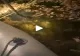 VIDEO – Navigau noaptea prin deltă și au zărit un adevărat monstru lângă barcă – Au reușit să-l scoată din apă și au filmat totul