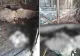 Un urs a făcut prăpăd la o stână din Prahova! A rupt peretele grajdului și a ucis 10 oi