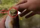 VIDEO – Din gura peștelui a început să iasă ceva ciudat – Când și-a dat seama, pescarul a început să țipe de frică