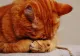 Arestat pentru că a ucis pisica vecinei! Detalii din cazul care a pus pe jar Poliția Animalelor Mehedinți