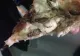 A apărut prima pizza cu greieri prăjiți - Cât costă și unde a fost vândută