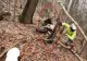 Atacuri devastatoare ale urșilor: zeci de oi au fost omorâte. Un motociclist a scăpat în ultima clipă de furia animalului - VIDEO