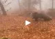 VIDEO – Un român s-a întâlnit cu ursul în pădure, însă, din fericire, ceva haios s-a întâmplat – Totul a fost filmat și imaginile au devenit virale