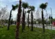 Scandalul PALMIERILOR: un primar a decis plantarea lor, altul scoaterea. Arborii exotici au rezistat doar 3 zile, la Unirii