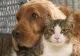 Premieră juridică în România și Europa: Un animal de companie e ființă vie, nu bun mobil - Un câine, încredințat soției într-un partaj, similar copiilor