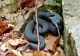 Atenție, vipere NEGRE! Una dintre cele mai veninoase specii, descoperită în zona Petroșani