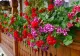 Cum să ai MUŞCATE de invidiat în balcon? Urmează aceste sfaturi simple și ieftine pentru o înflorire rapidă