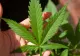 Procurorul General respinge legalizarea canabisului. Legea, inițiată de partidul lui Cioloș, pe masa oficialilor