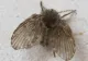 Specie nouă de muscă, pe litoralul românesc - pericol uriaș la malul mării