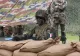 A început pregătirea celui mai mare exercițiu NATO România - Participă peste 10 mii de soldați din 13 țări aliate