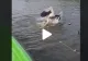 VIDEO – Câțiva turiști din Delta Dunării au observat un pelican care se zbătea – Când au ajuns cu barca mai aproape, au fost șocați