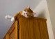 De ce se ascund pisicile în locuri înalte. Motivul nebănuit pentru care găsești felina pe șifonier sau pe cel mai înalt dulap din casă