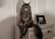Secretul MORTAL al pisicilor. Ce parazit teribil este purtat de feline?
