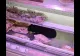 Incredibil: O pisică se delectează dintr-o caserolă cu carne, direct pe raftul unui magazin din București! VIDEO