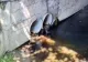 Poluare masivă în Băile Felix: Turiștii au alertat autoritățile - Ce a găsit Garda de Mediu - VIDEO