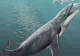 Strămoșul BALENEI avea blană și alerga prin păduri. De ce a revenit în ocean?  