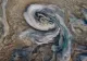  Fulgerele de pe Jupiter, mai SPECTACULOASE ca cele de pe Terra. Imagini rare - FOTO&VIDEO
