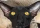 Ce înseamnă când pisicii îi miros URÂT urechile? Nu neglijați semnalul dezagreabil