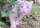 Un pui de tigru bengalez alb, noul rezident al Grădinii Zoologice din Târgu Mureș
