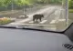 Un urs a ieșit „la plimbare” - ziua, în amiaza mare, pe străzile din Comarnic
