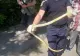 Invazie de ȘERPI în mai multe zone din țară! Alertă maximă - VIDEO